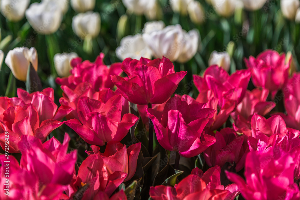 Pink, and White Tulips Pink, and White Tulips