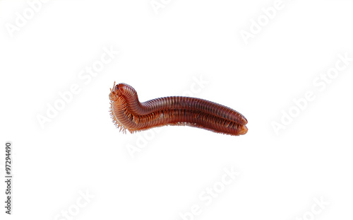 millipedes mating on isolated white background