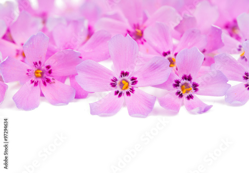  small pink flowers © ksena32