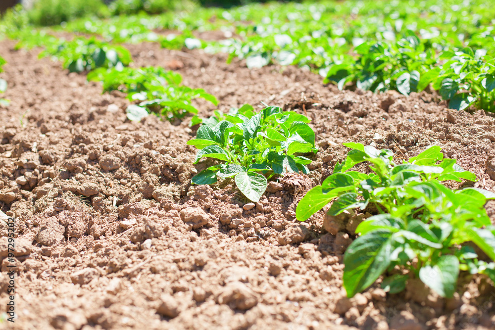 Obraz premium potatoes field closeup