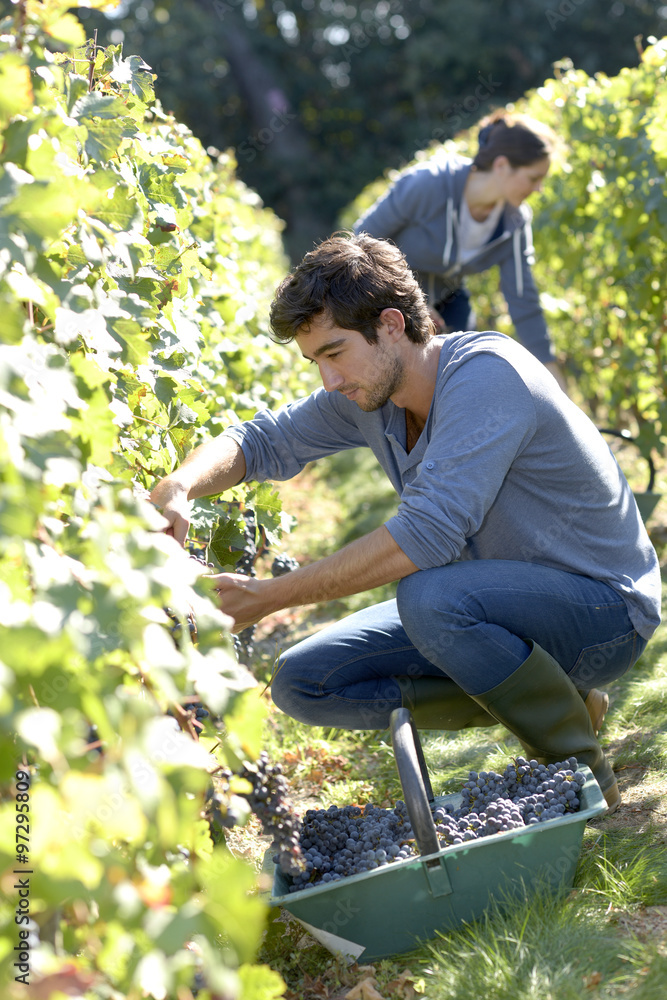 Young man harvester working in vineyard Young man harvester working in vineyard