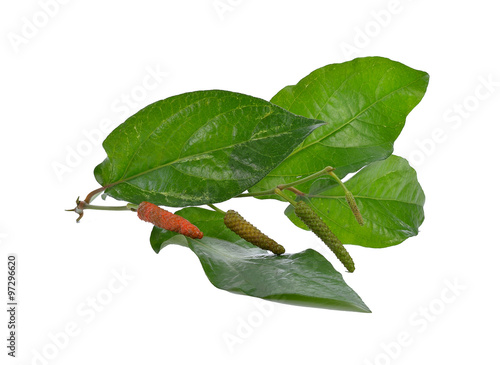 Wild Betel Leafbush , Piper sarmentosum Roxb, green leaves of tr photo