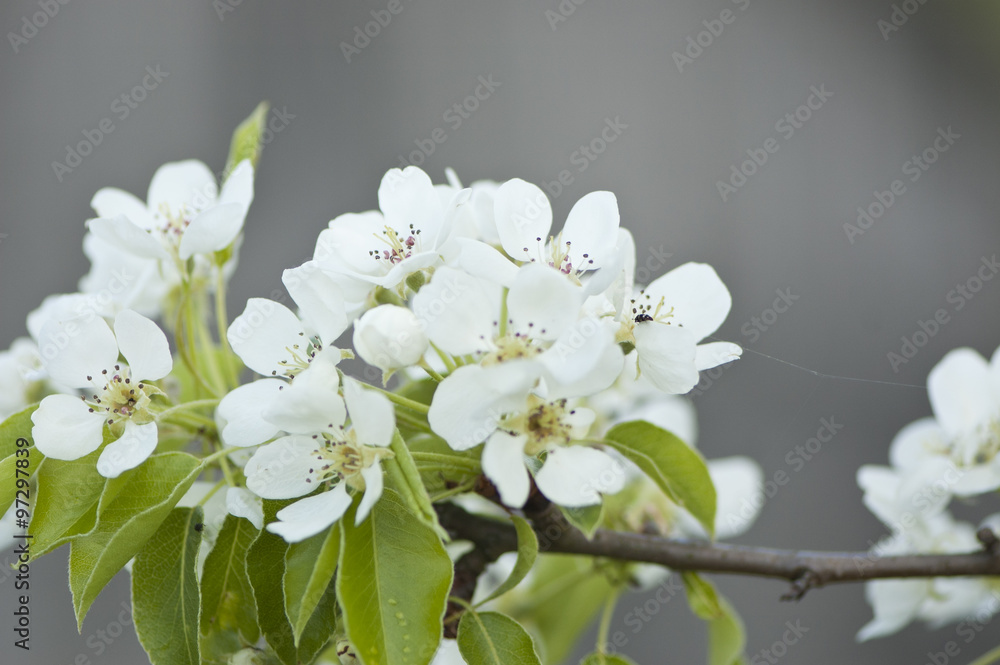 White blossoms of a pear tree White blossoms of a pear tree