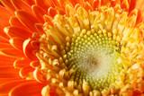 micro shot:an Africa chrysanthemum