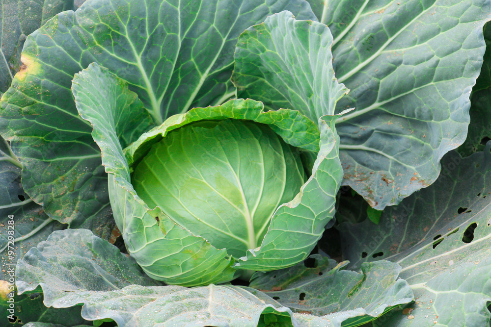 Cabbage in the garden at Phu Tub Berk,Thailand. Cabbage in the garden at Phu Tub Berk,Thailand.
