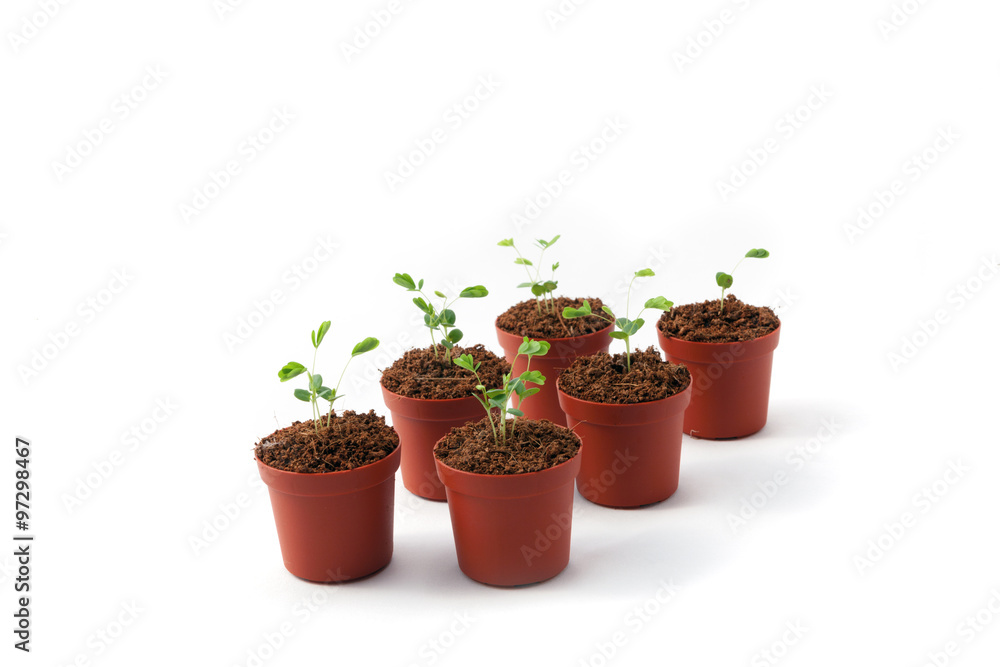 Seedlings of  mimosa on a white background