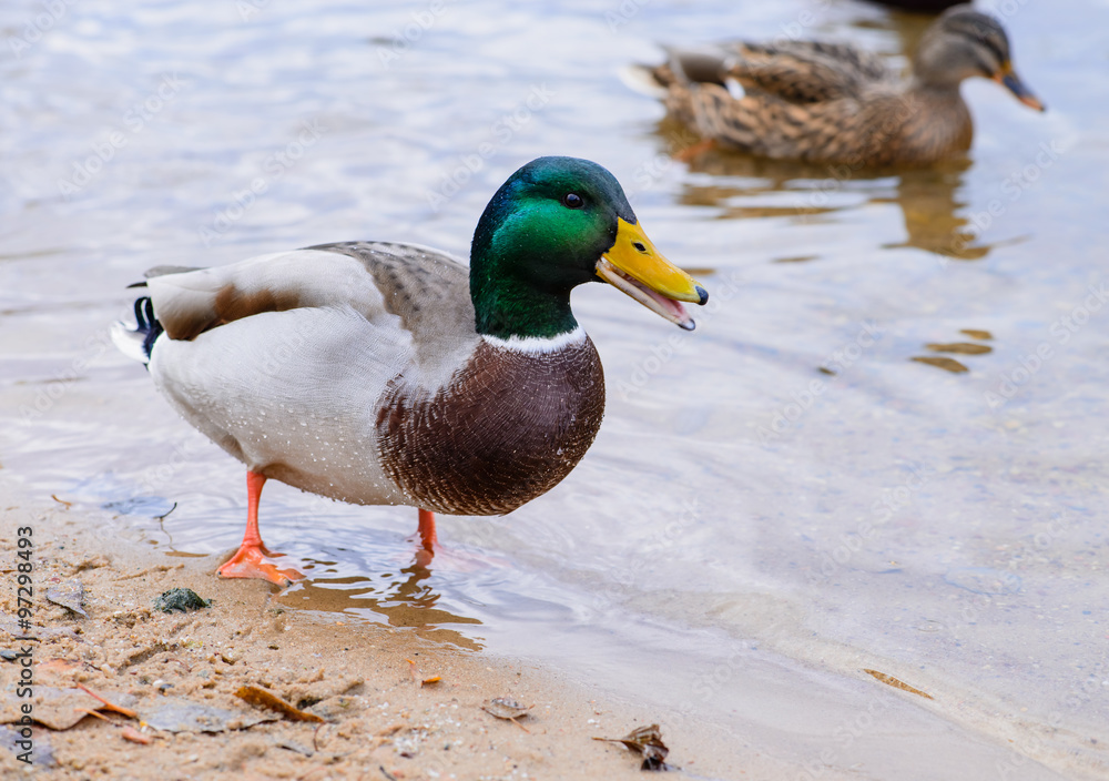 Obraz premium ducks floating in the water, feeding the ducks, bread in beak hu