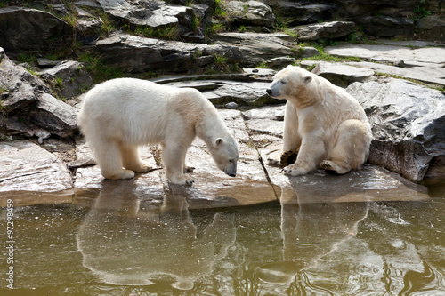 Two polar bears playing in the spring