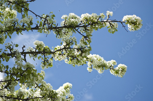 Blooming pear tree