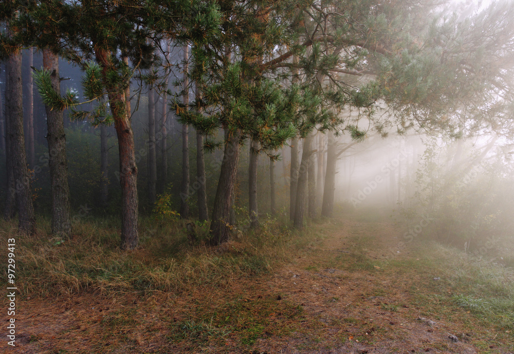 Foggy autumn sunrise Foggy autumn sunrise