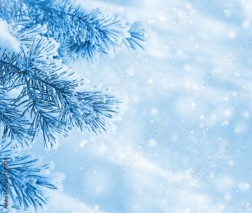 Winter natural background with pine branches in the frost