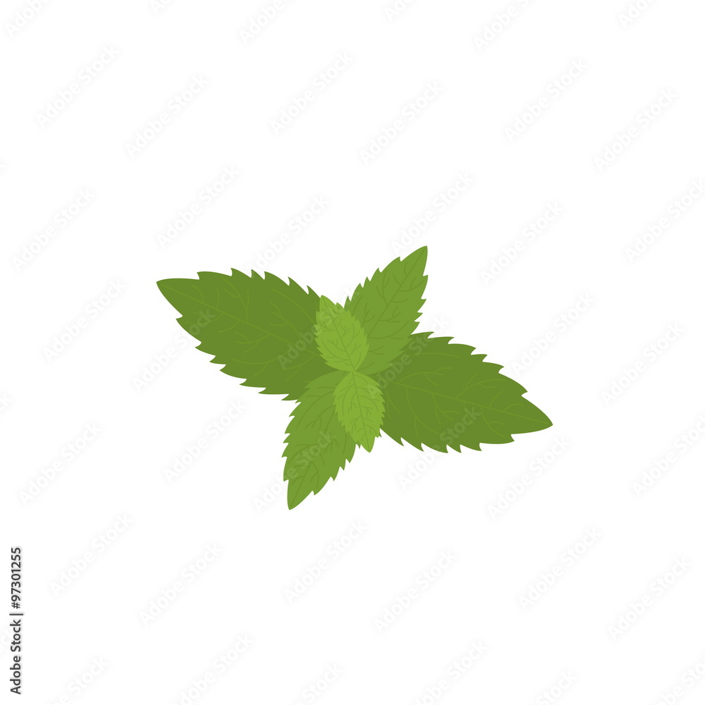 Illustration of mint leaves. Vector Illustration of mint leaves. Vector