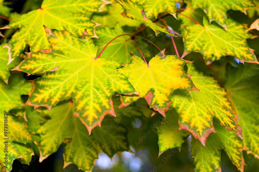 Maple autumn leaves Maple autumn leaves