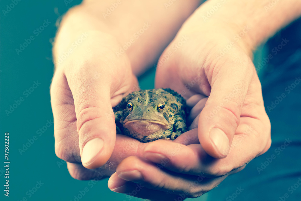 Holding Toad