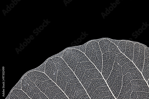 Leaf skeleton on black background