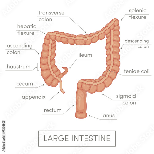 Large intestine vector