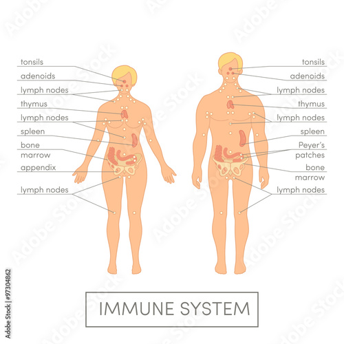 Human immune system photo