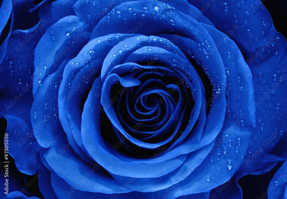 Naklejka premium Closeup of a Blue Rose