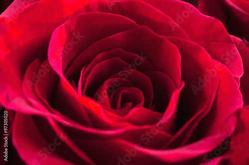  Closeup of a Red Rose