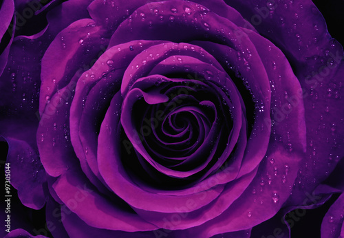  Closeup of a Purple Rose