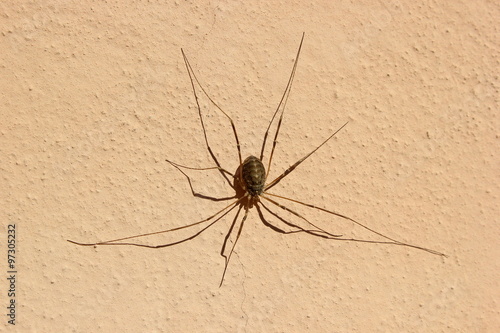 Weberknecht (Spinne) auf einer Mauer