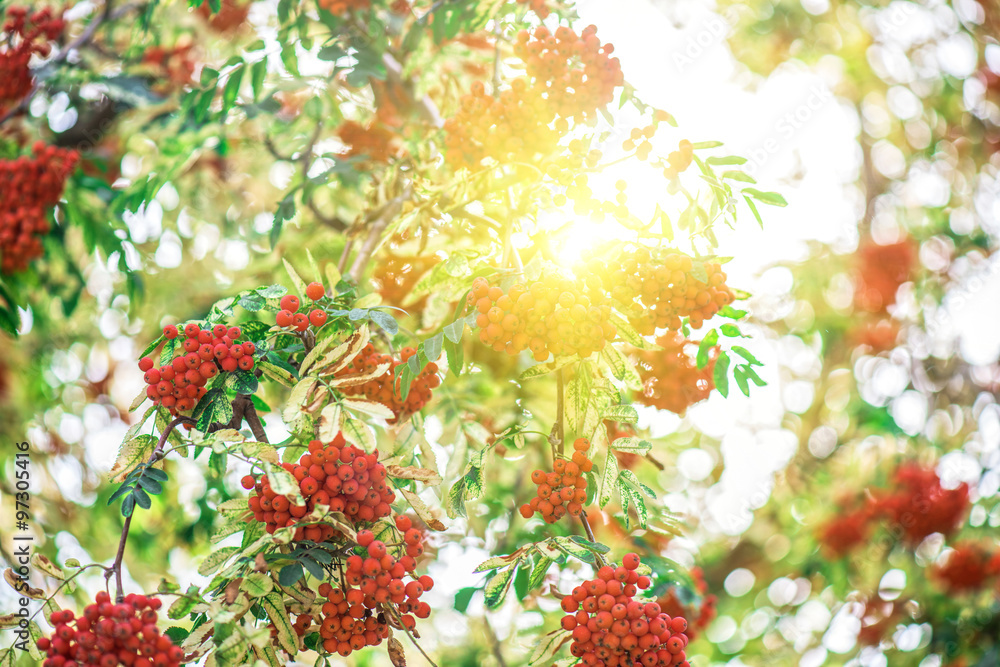 rowan-tree with rowanberry rowan-tree with rowanberry