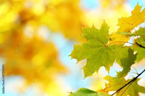 Golden autumn leaves  close up