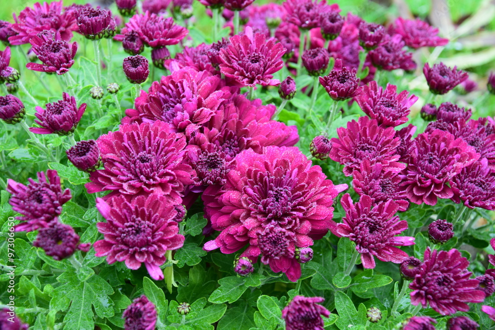Chrysanthème mauve