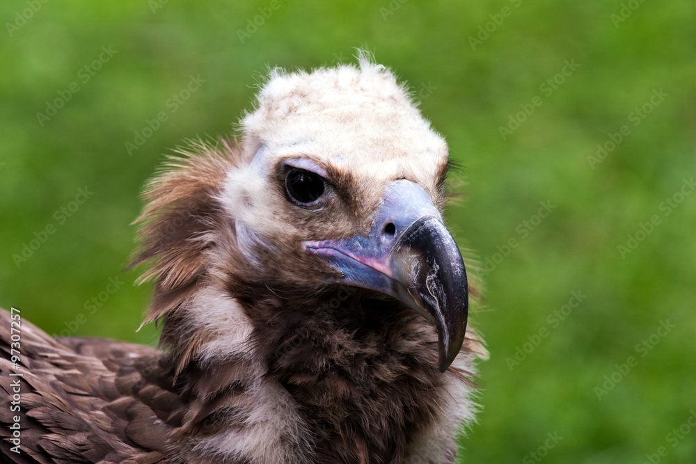 Fototapeta premium Head of vulture