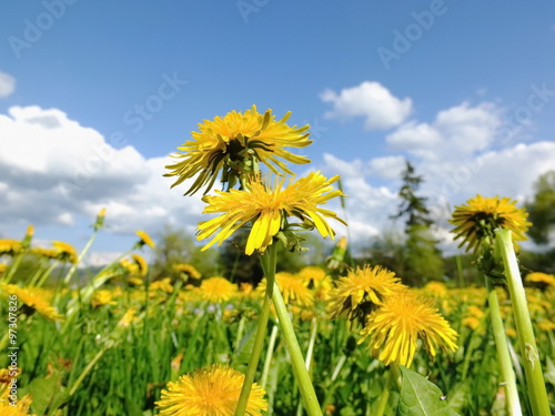 spring dandelion meadow