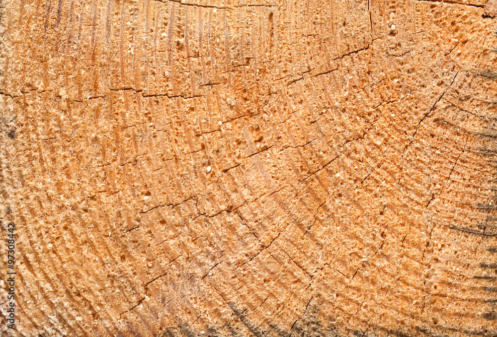 Fototapeta premium Texture wood