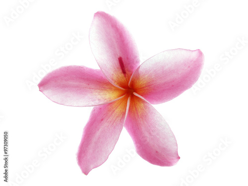 single pink plumeria or frangipani flower head (leelawadee) isolated on white background, tropical flower are fragrant and bloom in summer for zen spa decoration, flat lay close up top view
