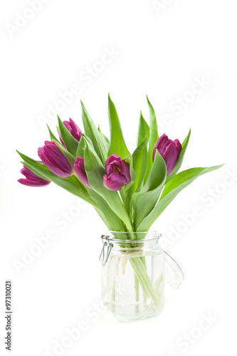 Violet tulips on white background