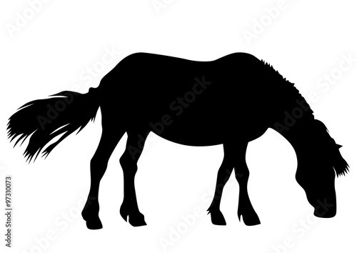 Silhouette of a horse on a white background
