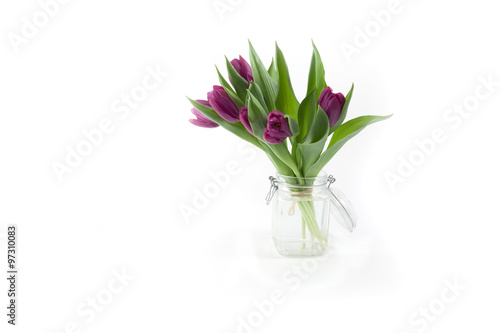 Violet tulips on white background