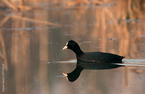 Coot (Fulica atra) at dawn, flows among the reeds on the pond, s photo