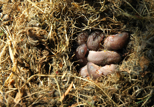 Photo of newborn field mice in the nest, spring. Horizontal view