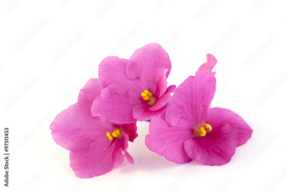 macro photo of pink violet isolated flower macro photo of pink violet isolated flower