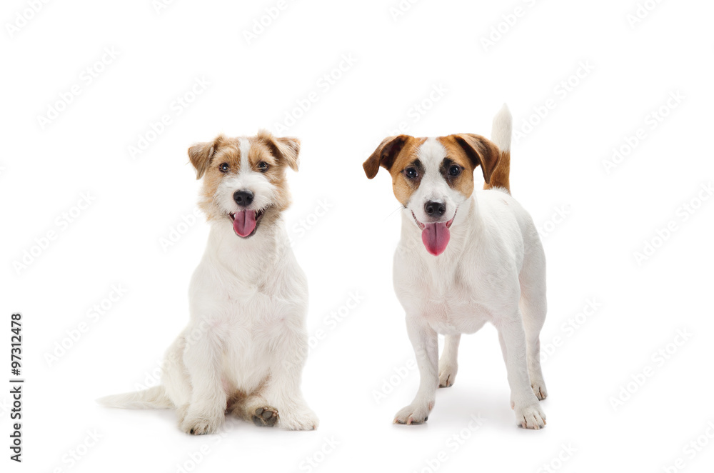 Two young dogs Jack Russell terrier together on the white background