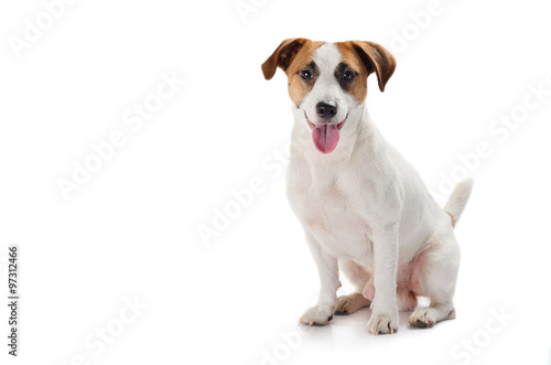 Young dog Jack Russell terrier with his tongue out on the white background