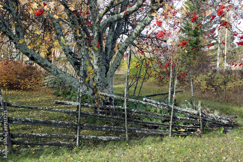 Autumn fence photo