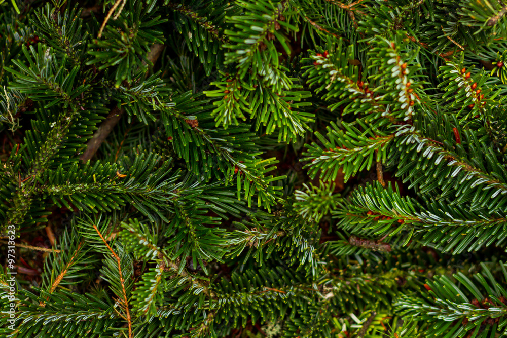 Pine branches Pine branches