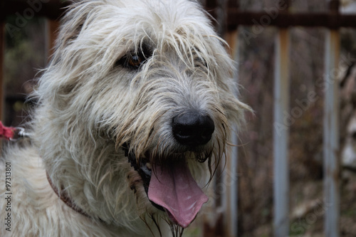 Portrait of beautiful Irish Wolfhound dog © Matt Benzero