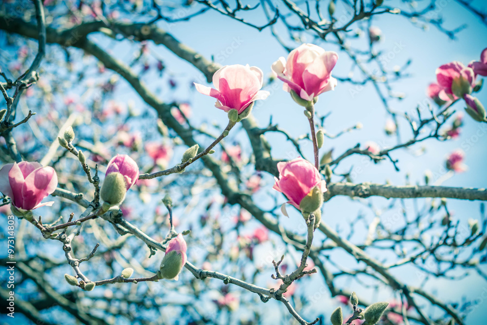 Fototapeta premium Magnolia Tulip Tree