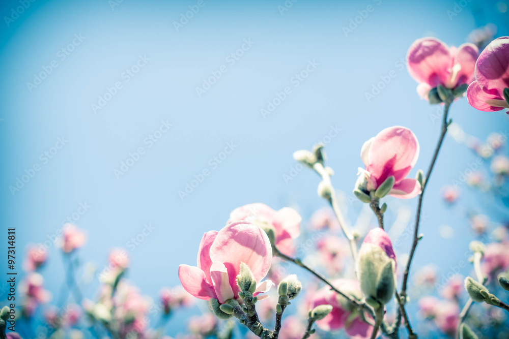 Naklejka premium Magnolia Tulip Tree