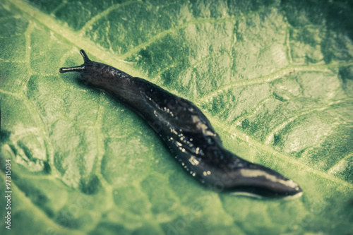 Common Garden Slug