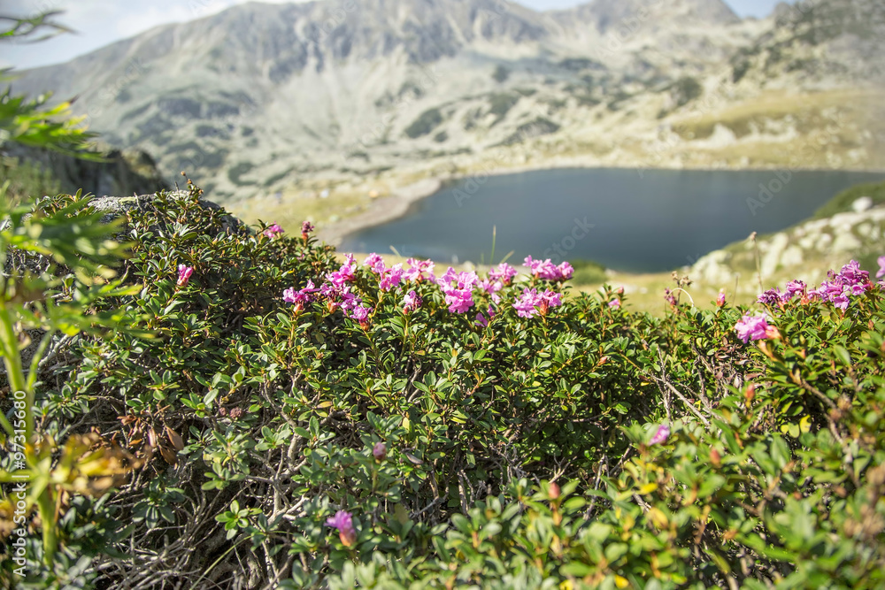 Obraz premium Mountain flowers (Rhododendron myrtifolium)