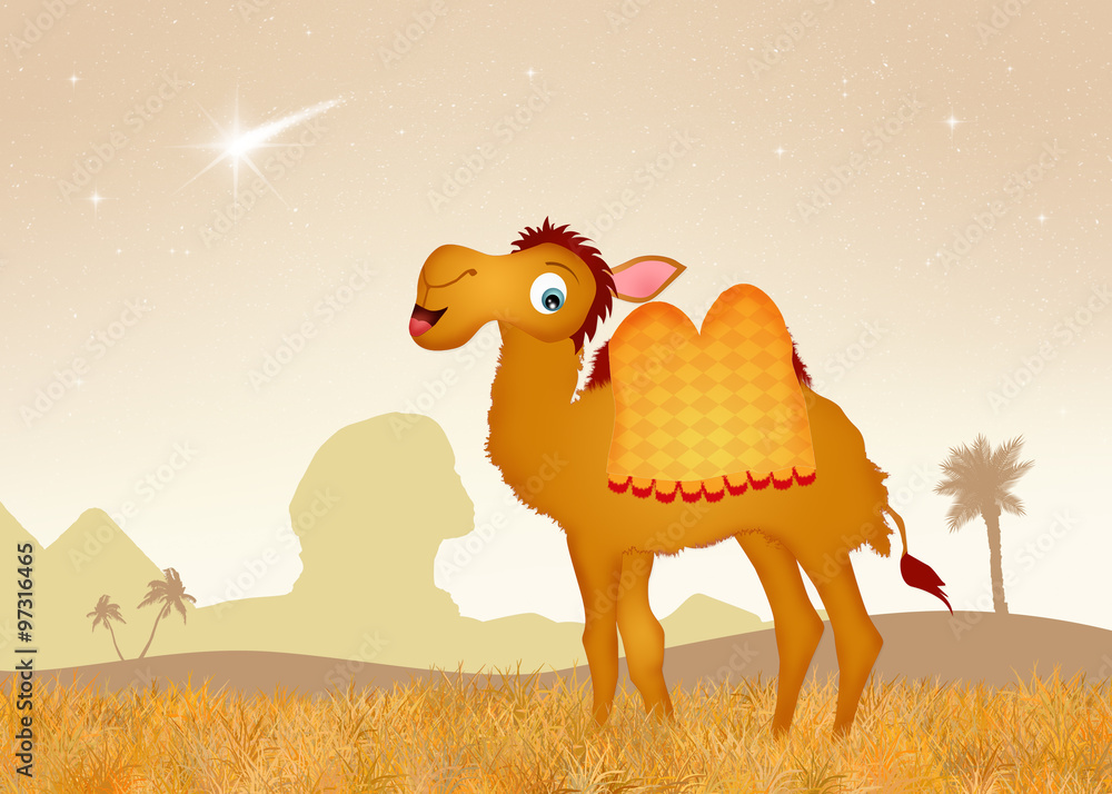 Fototapeta premium Egyptian camel in the desert