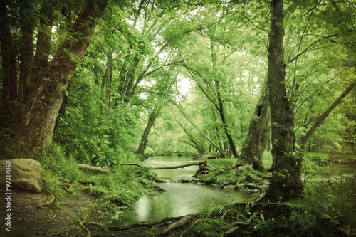 Fototapeta Naklejka Na Ścianę i Meble -  Magical Forest Swamp