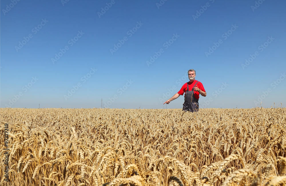 Agriculture, farmer gesturing in wheat field with thumb up Agriculture, farmer gesturing in wheat field with thumb up